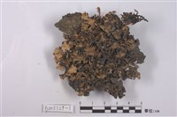 藏品(斑葉衣屬)的圖片